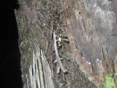 Opogona comptella