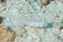 Gnatholepis cauerensis