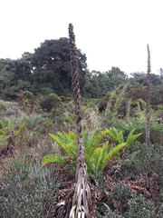 Puya dasylirioides