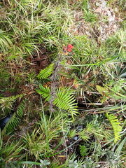 Castilleja talamancensis