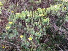 Hypericum irazuense