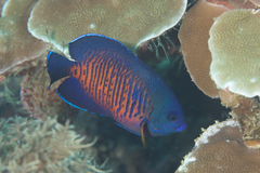 Centropyge bispinosa