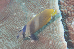 Chaetodon kleinii