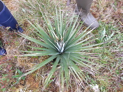 Puya dasylirioides
