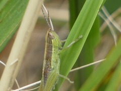 Bermius brachycerus