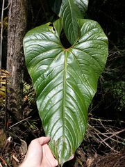 Anthurium concinnatum
