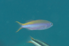 Luzonichthys waitei