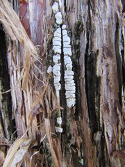 Dendrothele corniculata