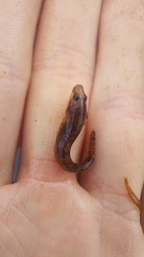 Western Tubenose Goby, Lemelerveld, Dwarsweg, 8152 DG Lemelerveld, Nederland, photo 5 of 10