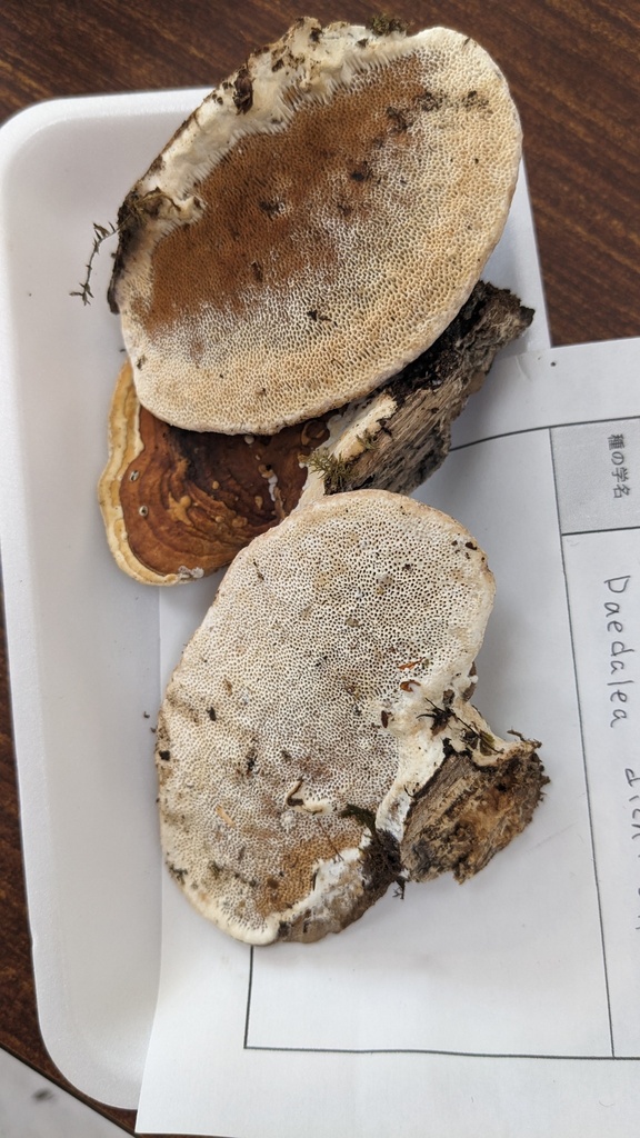 Fomitopsis dickinsii · July 2023 · photo: © atsushi_nakajima_cirque (iNaturalist, cc-by)