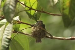 Heterocercus flavivertex