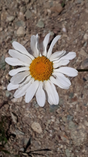 Image of Leucanthemum adustum by (c) Alessia Guggisberg, some rights reserved (CC BY-SA)