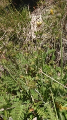 Chaerophyllum eriopodum