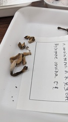 Hypomyces cervinigenus