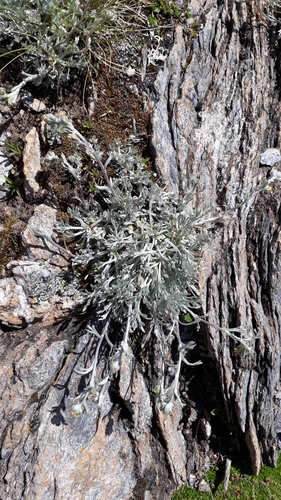 Image of Alpine wormwood by (c) Alessia Guggisberg, some rights reserved (CC BY-SA)