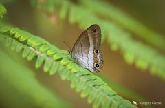 Euptychoides laccine