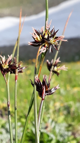 Juncus jacquinii (Juncus jacquinii)