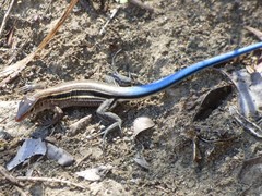 Pholidoscelis auberi