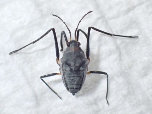 Rhagovelia plumbea Uhler, 1894