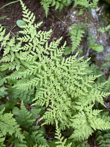 pľuzgiernik (Cystopteris)