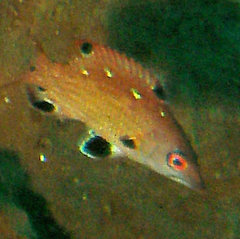 Bodianus dictynna