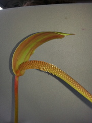 Anthurium concinnatum