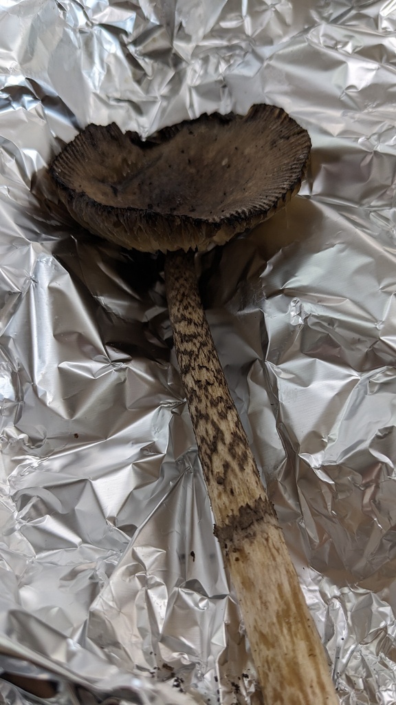 Amanita cheelii · July 2023 · photo: © atsushi_nakajima_cirque (iNaturalist, cc-by)