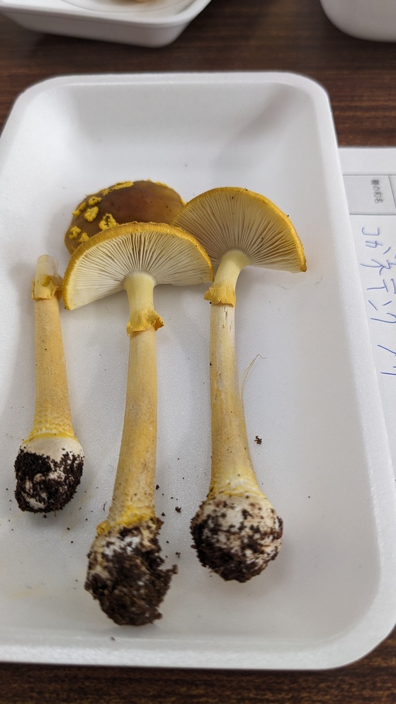 Amanita flavipes