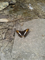 Adelpha corcyra collina