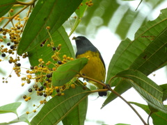 Euphonia plumbea