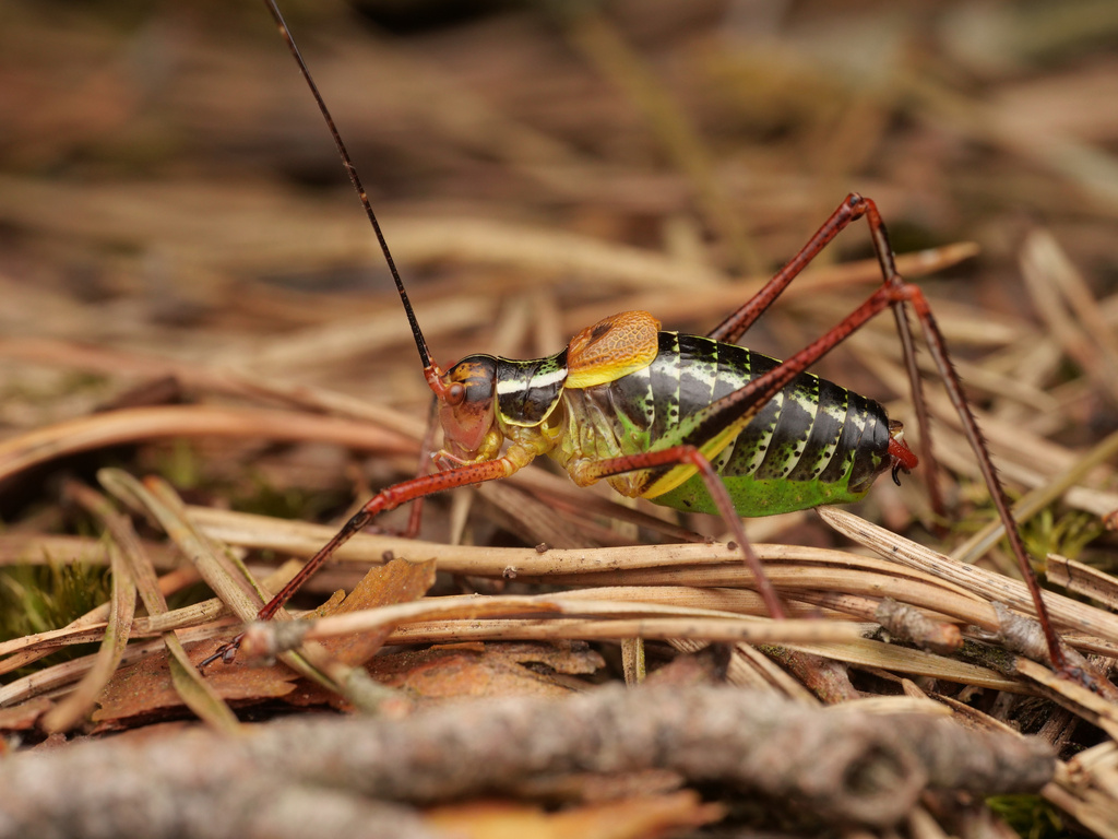 Eastern Saw Bush-cricket