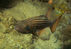 Cheilodipterus macrodon