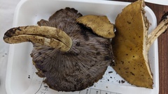 ウラムラサキシメジ