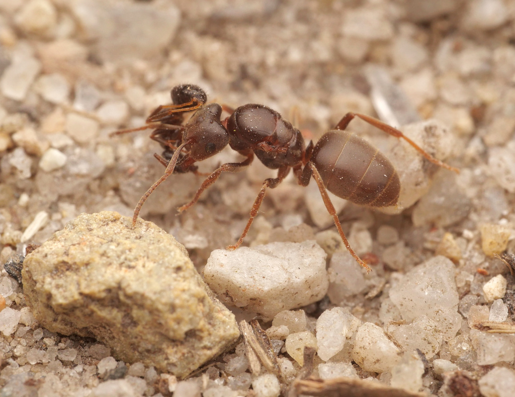 Yellow Shadow Ant