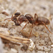 Lasius umbratus - Photo no hay derechos reservados, subido por Philipp Hoenle