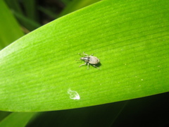 Chalepistes compressus