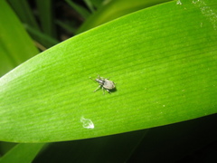 Chalepistes compressus