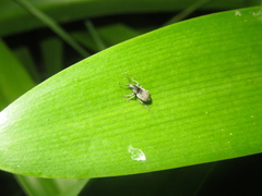 Chalepistes compressus