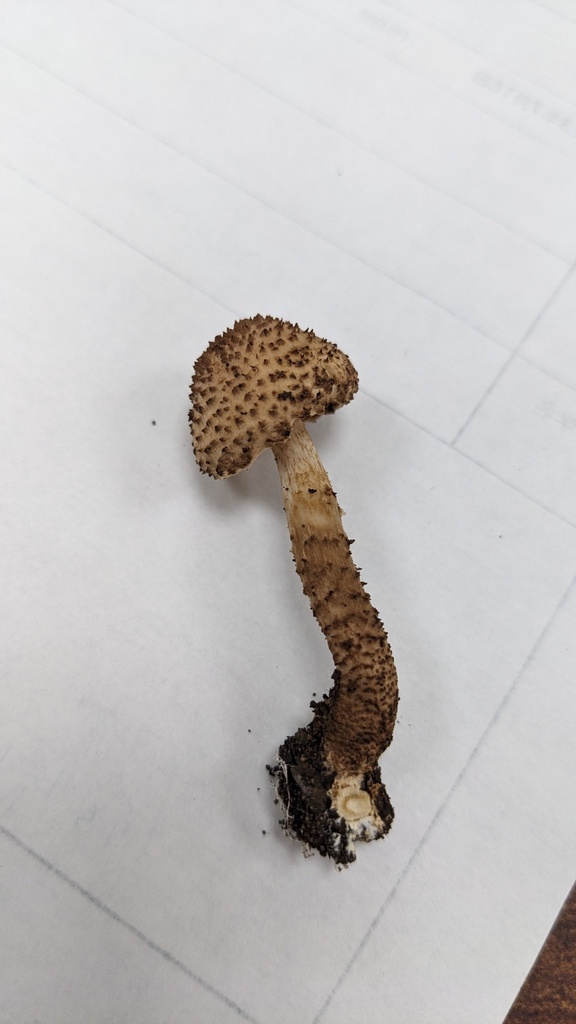 Echinoderma asperum · July 2023 · photo: © atsushi_nakajima_cirque (iNaturalist, cc-by)