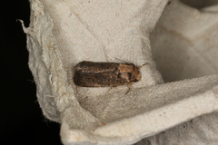 Proteuxoa nyctereutica