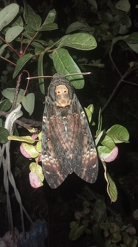 Acherontia atropos