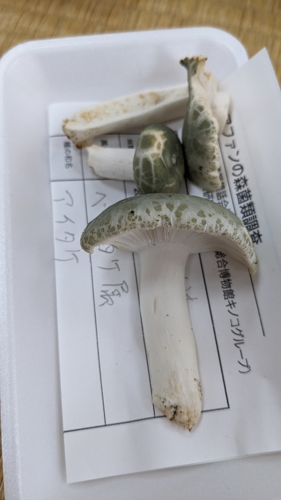Russula virescens · July 2023 · photo: © atsushi_nakajima_cirque (iNaturalist, cc-by)
