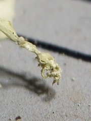 Ramalina intermedia
