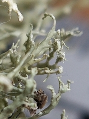 Ramalina intermedia