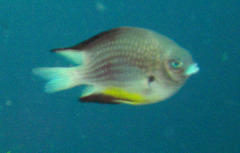 Amblyglyphidodon leucogaster