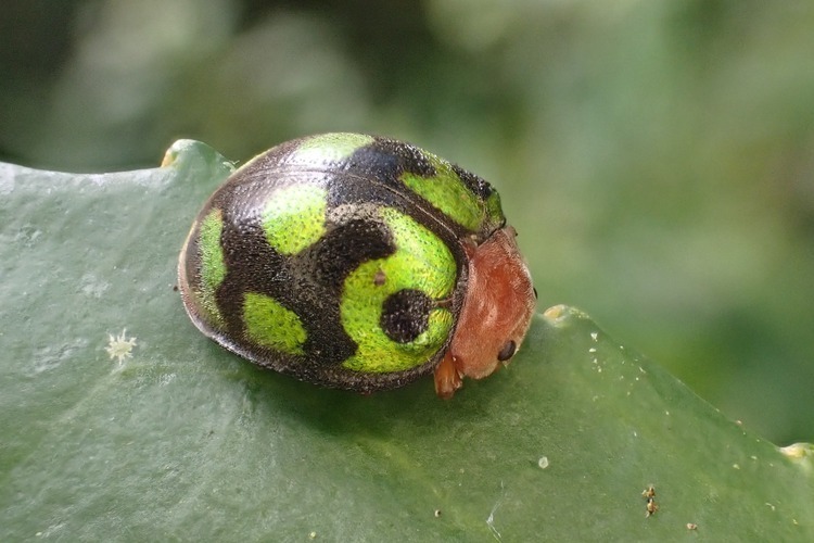 Afidenta