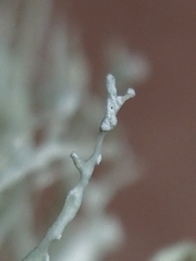 Ramalina intermedia