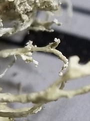 Ramalina intermedia