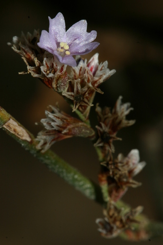 Limonium ramosissimum image