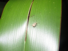 Chalepistes costifer